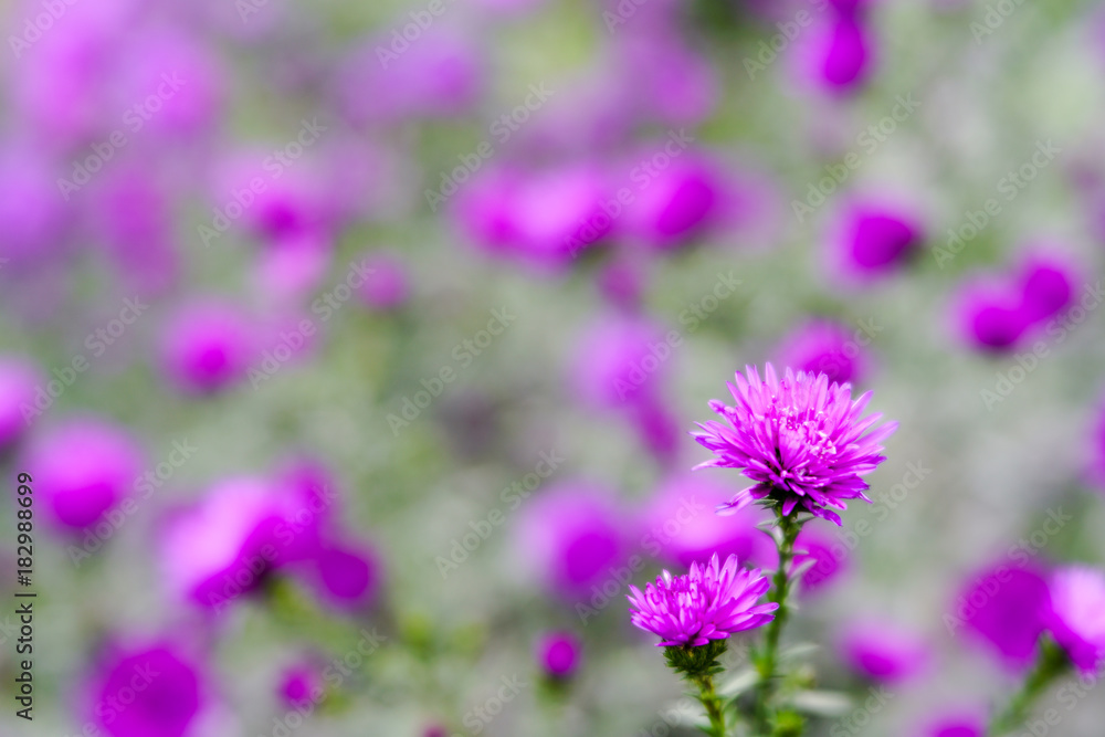 purple flower in focus with many more behind purple flower in focus with many more behind