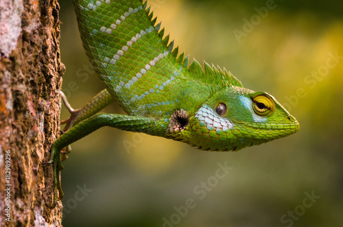 Calotes calotes (common green forest lizard) is an agamid lizard found in the forests of the India, and Sri Lanka.