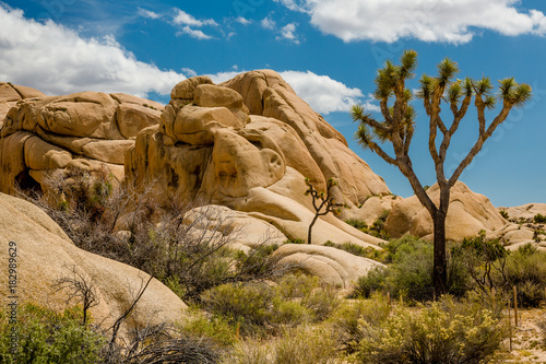 Joshua-Tree-Nationalpark, Kalifornien, USA