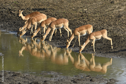 impala antelopes drinking from a small puddle