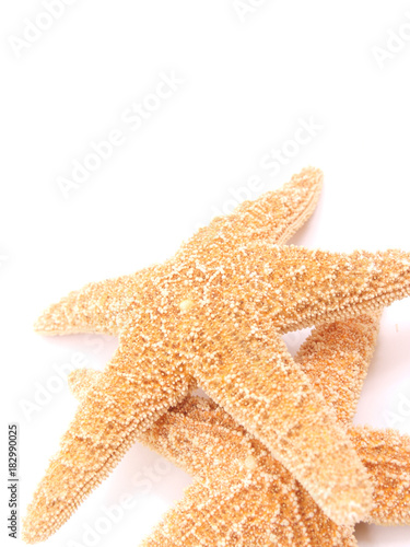 Isolated Star Fish