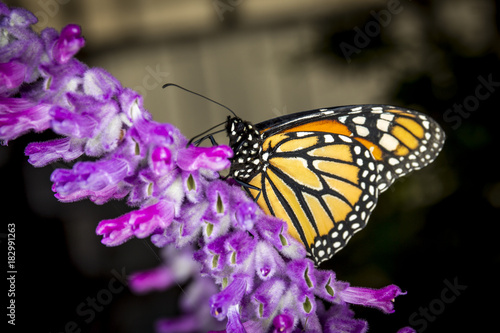 Butterfly in a garden