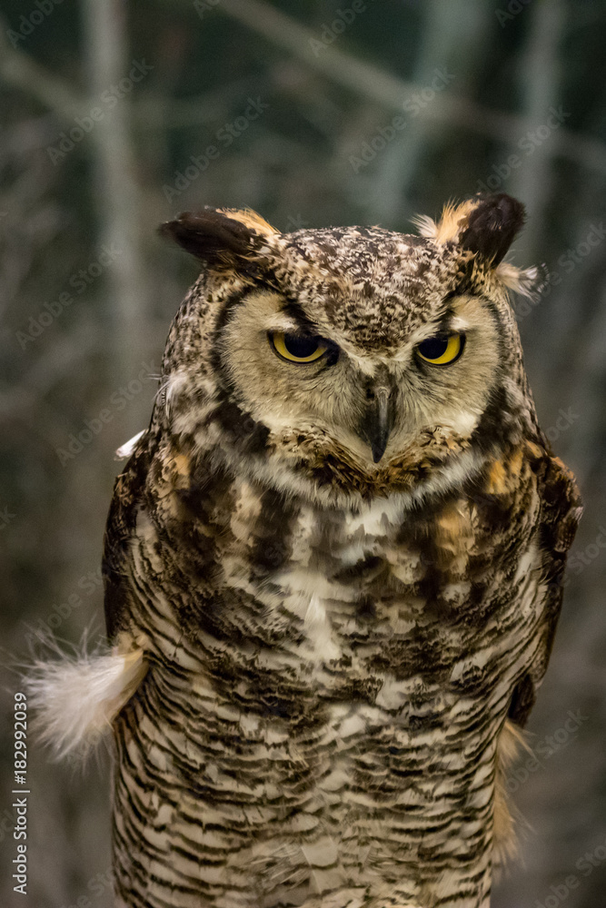 Owl Owl