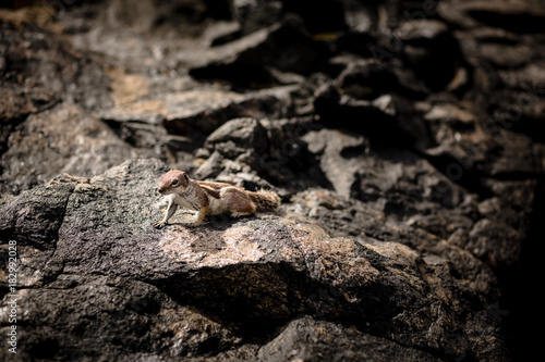 Ground Squirrel sitting on volcanic rock on Fuerteventura Island, Spain. Photo with shallow depth of field.