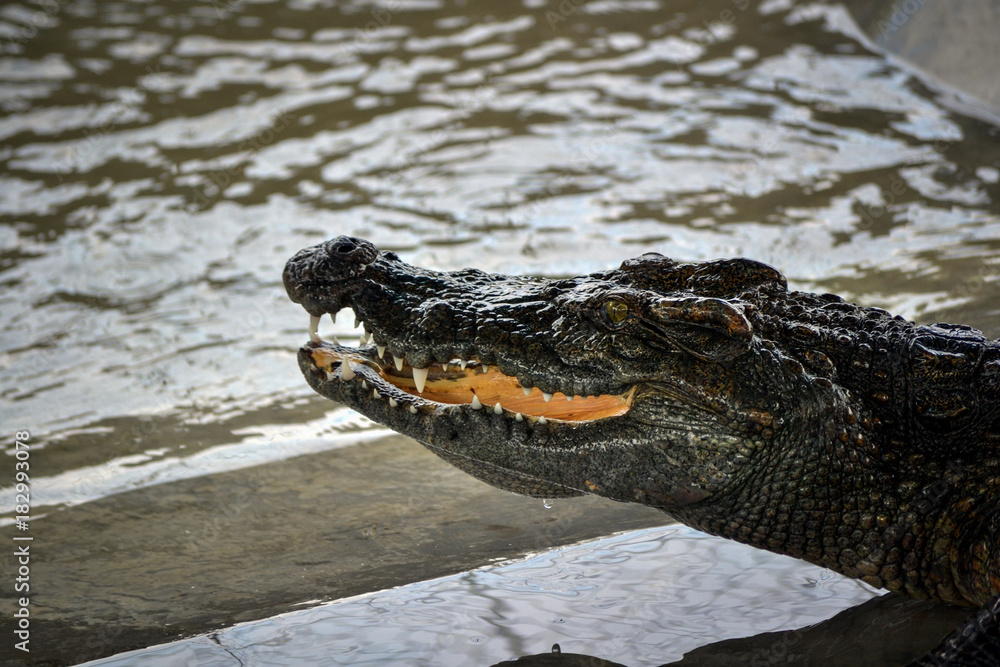 Obraz premium detail crocodile head with teeth on water on one thailand island