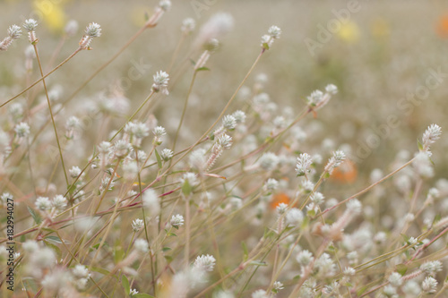 Fototapeta Naklejka Na Ścianę i Meble -  grass flower field close-up