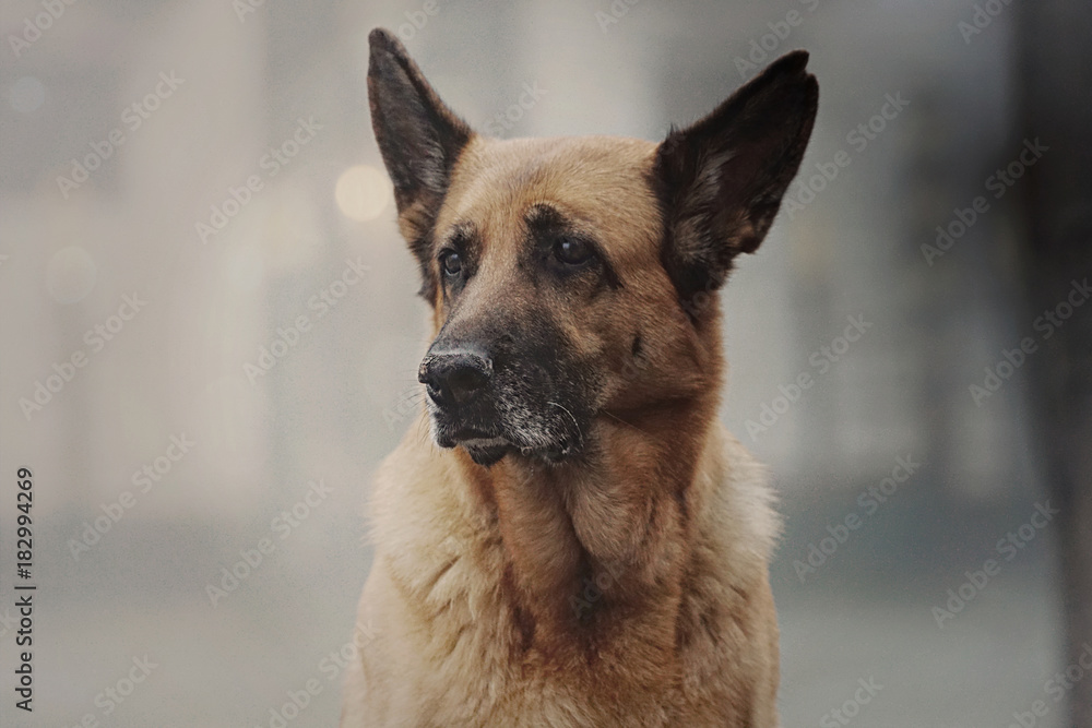 Ein Deutscher Schäferhund in Venedig Ein Deutscher Schäferhund in Venedig