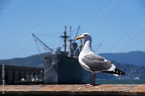 Seagull with ship in background  - clear blue sky - copy space