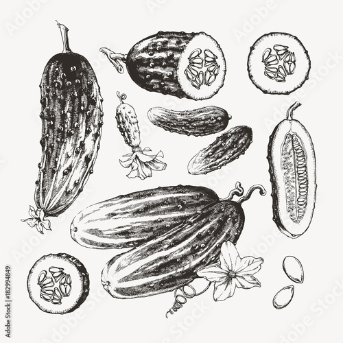 Ink drawn cucumbers