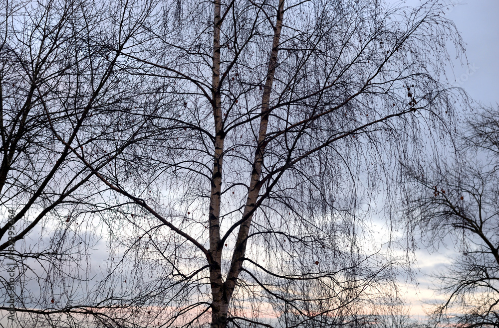 Tree without leaves.