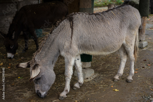 grey and brown donkey eating from floor at barn