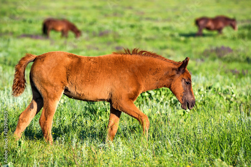 Foal of wild horses grazing on summer meadow