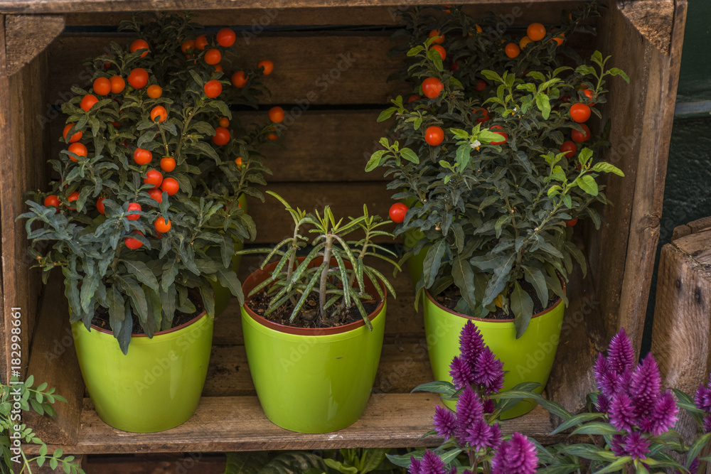 Flower shop and plants a street of old Madrid Flower shop and plants a street of old Madrid