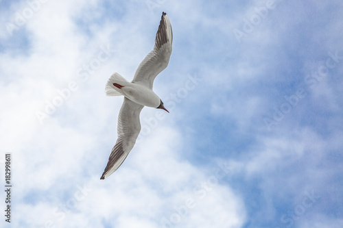 Fliegende M  we am Himmel mit Wolken