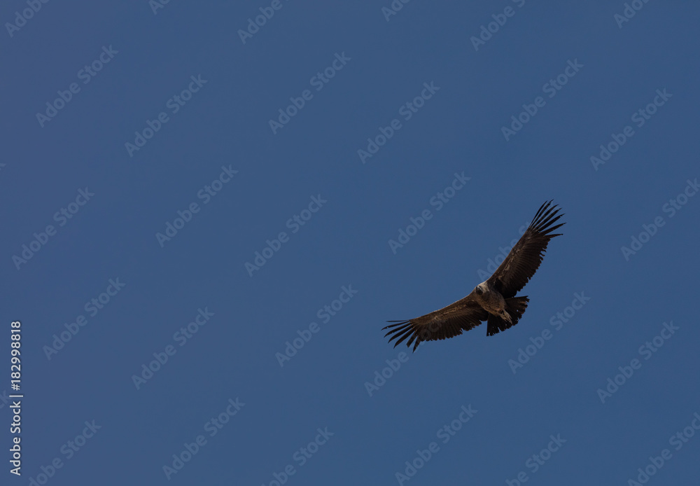 Condor flying in Peru Condor flying in Peru