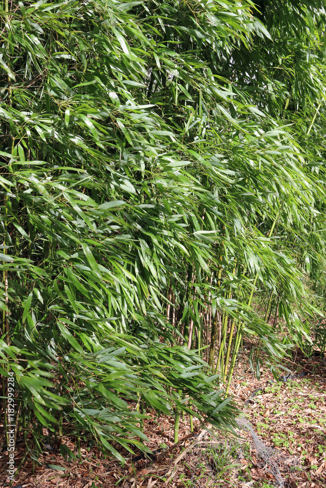Obraz premium Bamboo cane plant