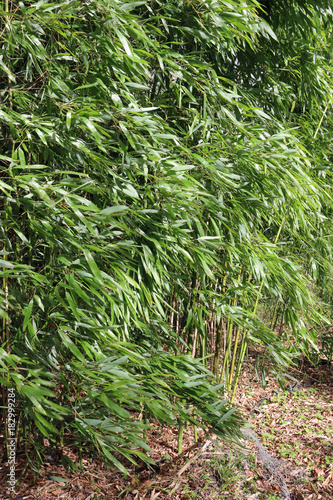 Bamboo cane plant