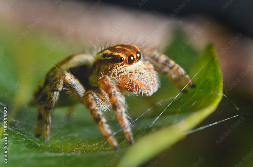 Spiders jumping orange in nature in macro view. Spiders jumping orange in nature in macro view.