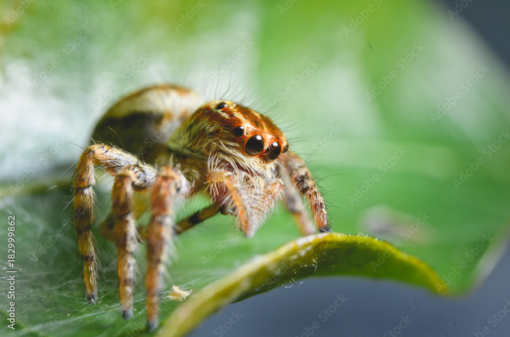 Spiders jumping orange in nature in macro view. Spiders jumping orange in nature in macro view.