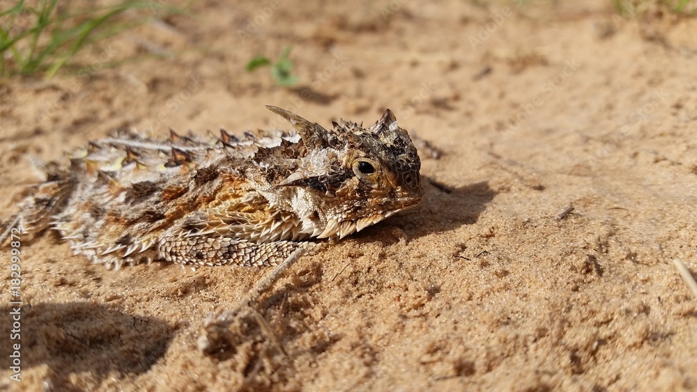 Texas Horned Lizard in Desert Close Up, Horny Toad, Phrynosoma cornutum