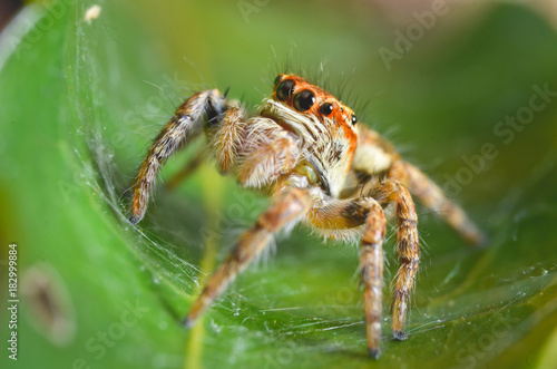Spiders jumping orange in nature in macro view.
