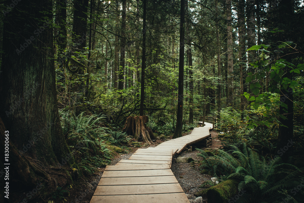 Fototapeta premium Lynn Valley Bridge North Vancouver Canada