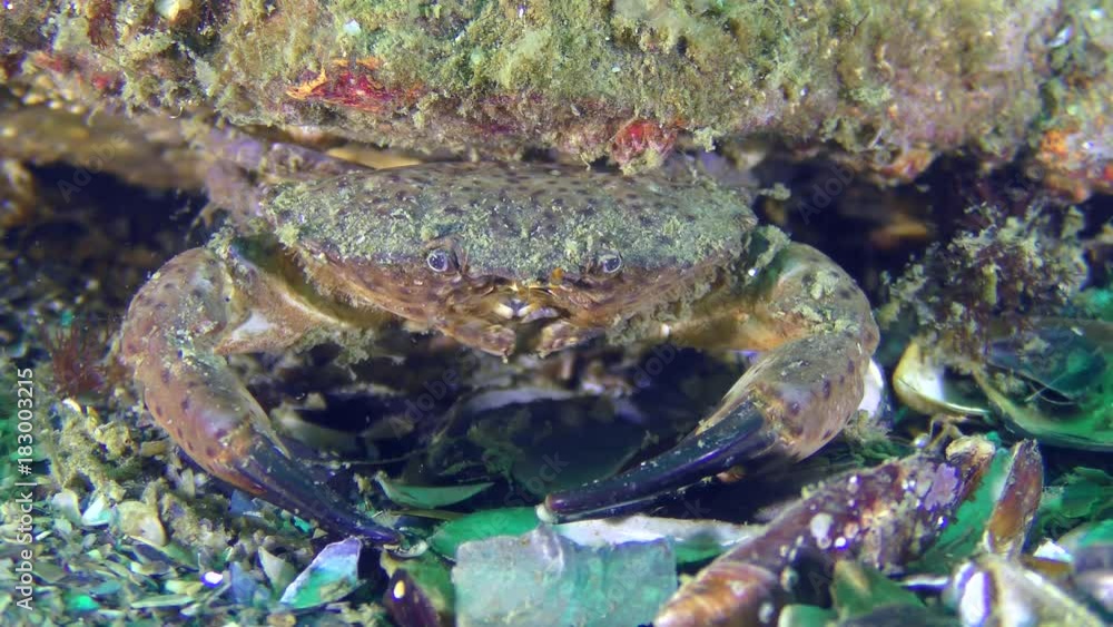 Jaguar round crab (Xantho poressa), portrait.
Jaguar round crab (Xantho poressa), portrait.