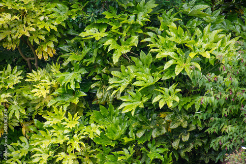 Green castor oil bush in a garden.