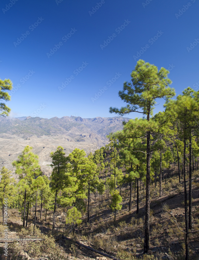 Obraz premium Gran Canaria, November