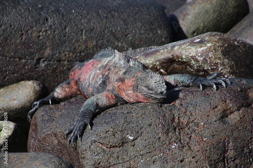 Meerechse- Galapagos