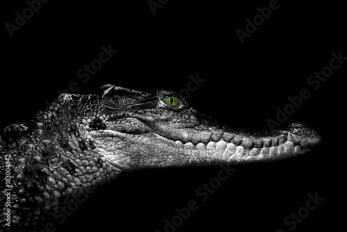 Crocodile: portrait on black