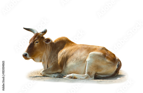 Zebu bull isolated