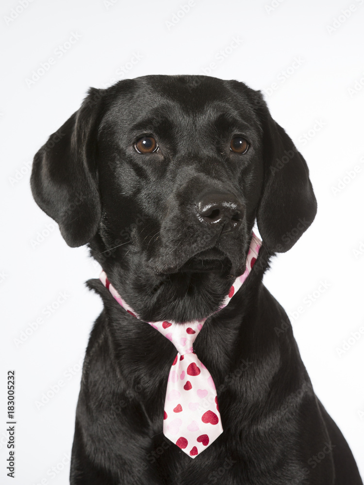 Black labrador dog wearing a pink tie. Dog isolated on white.
