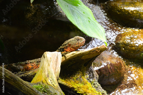 Wasserdrachen photo