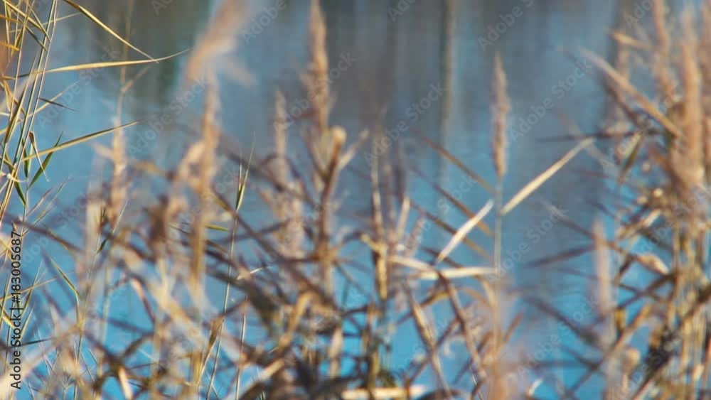 Reeds on the background of the lake. Autumn landscape. Sunset on the nature. Close-up Reeds on the background of the lake. Autumn landscape. Sunset on the nature. Close-up