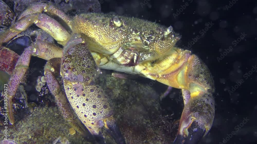Warty crab or Yellow shore crab (Eriphia verrucosa) sits near a stone, close-up.
Warty crab or Yellow shore crab (Eriphia verrucosa) sits near a stone, close-up.