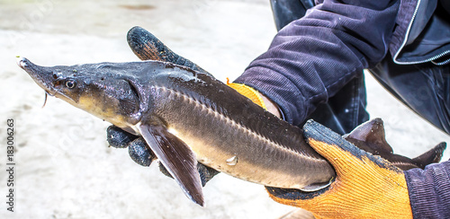 Live Fish sturgeon