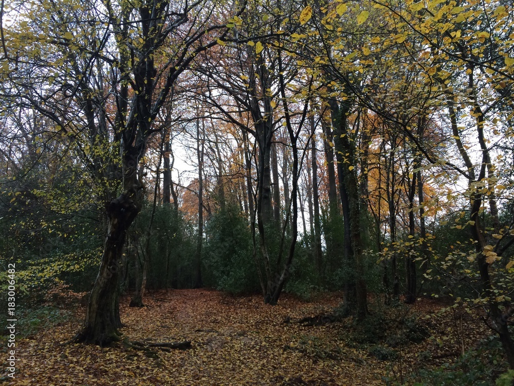 Fototapeta premium Herbst im Wald