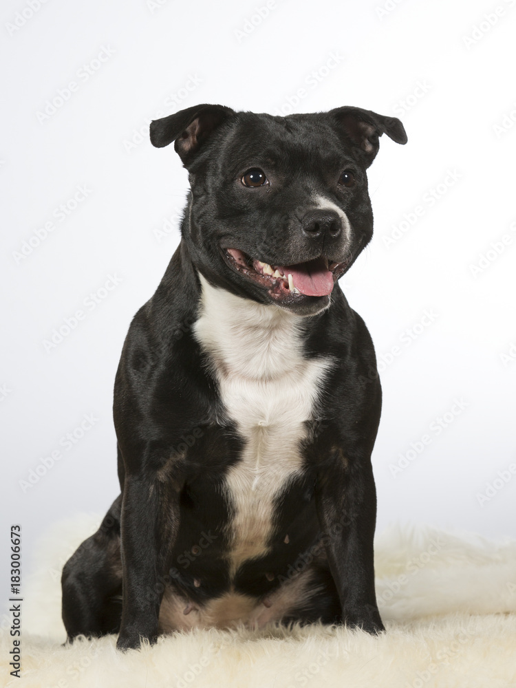 American staffordshire dog portrait. Image taken in a studio with white background.