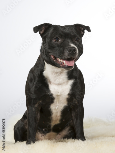 American staffordshire dog portrait. Image taken in a studio with white background.