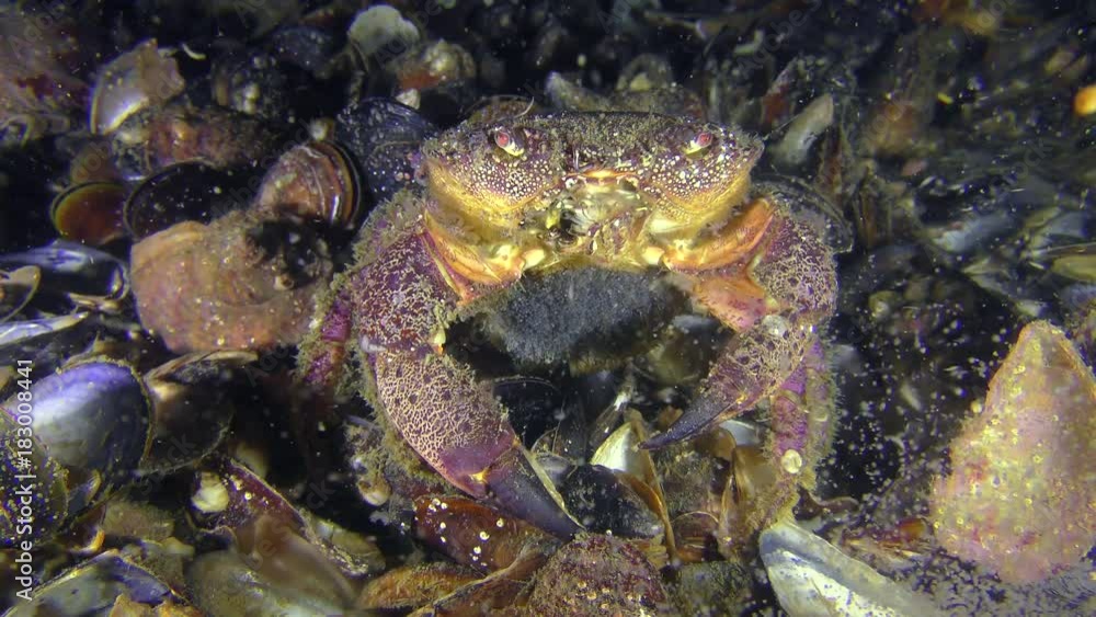 Reproduction of Warty crab or Yellow shore crab (Eriphia verrucosa): the female with eggs on the abdomen is sitting on the seabed, a cloud of larvae discarded around it.
Reproduction of Warty crab or Yellow shore crab (Eriphia verrucosa): the female with eggs on the abdomen is sitting on the seabed, a cloud of larvae discarded around it.