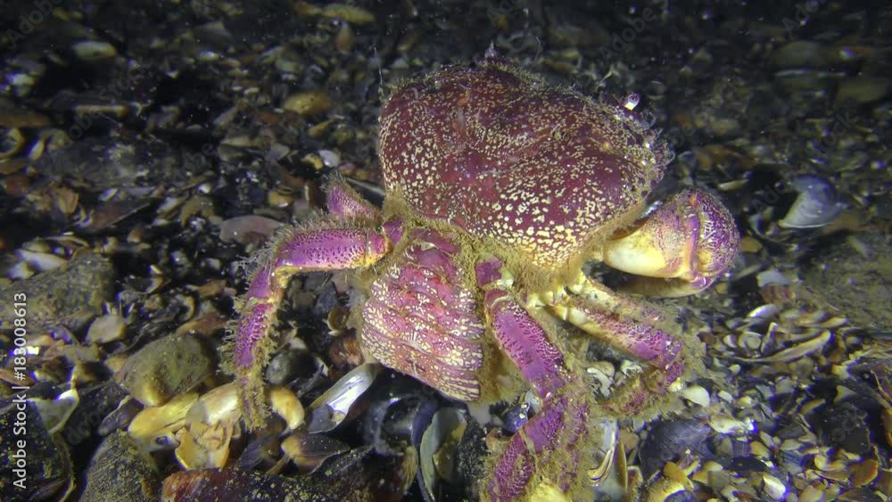 Reproduction of Warty crab or Yellow shore crab (Eriphia verrucosa): the female throwing eggs into the water column by abdomen moves, back view.
Reproduction of Warty crab or Yellow shore crab (Eriphia verrucosa): the female throwing eggs into the water column by abdomen moves, back view.