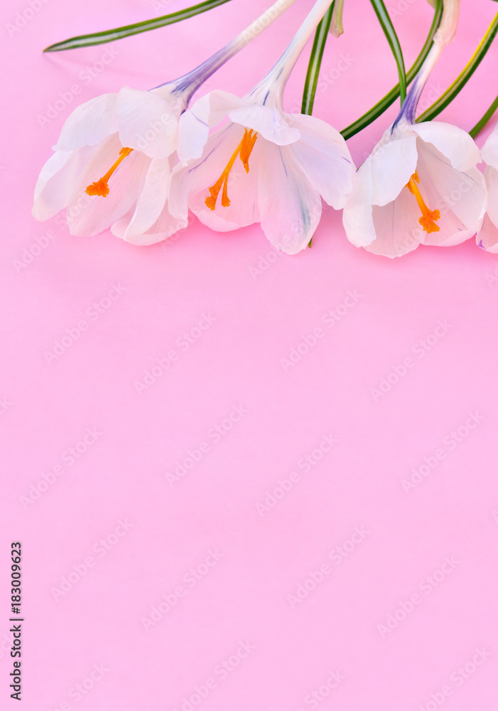 Fototapeta premium White crocuses (Crocus vernus) on a pink background with space for text.