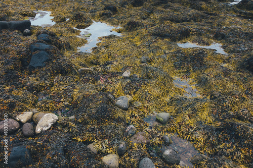 Seaweed On Icelandic Coast