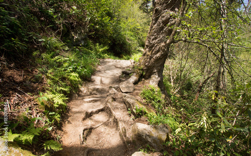 Appalacian Trail to Charles Bunion