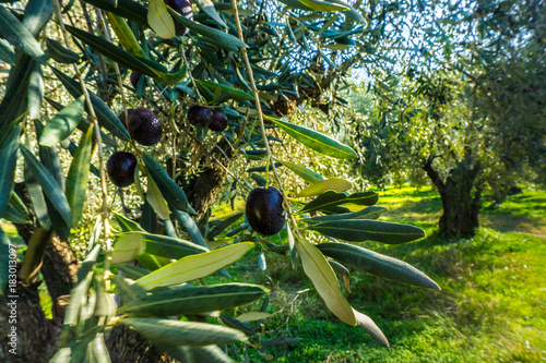 Close up of olives on an olive branch ready to be harvested photo