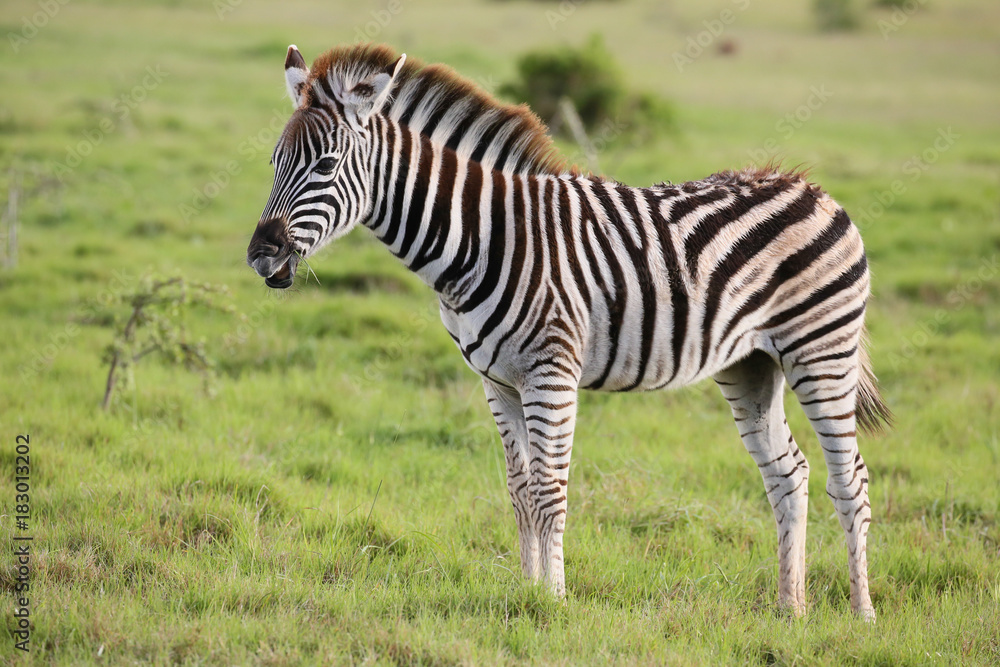 Young Burchells Zebra on the Green Grassland Young Burchells Zebra on the Green Grassland