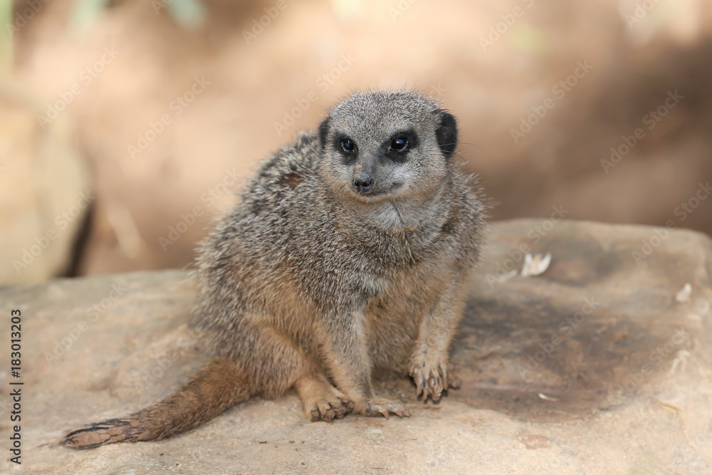 Fototapeta premium Meerkat Portrait