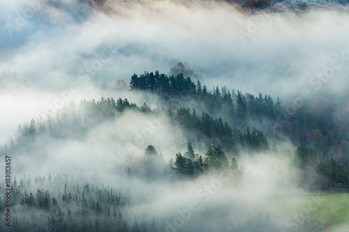 misty forest landscape © jon_chica