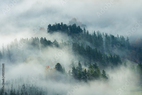 Fototapeta Mglisty krajobraz skandynawskiego lasu